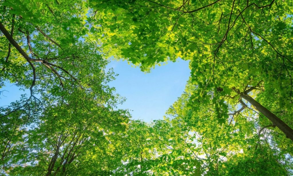arbres formant un coeur