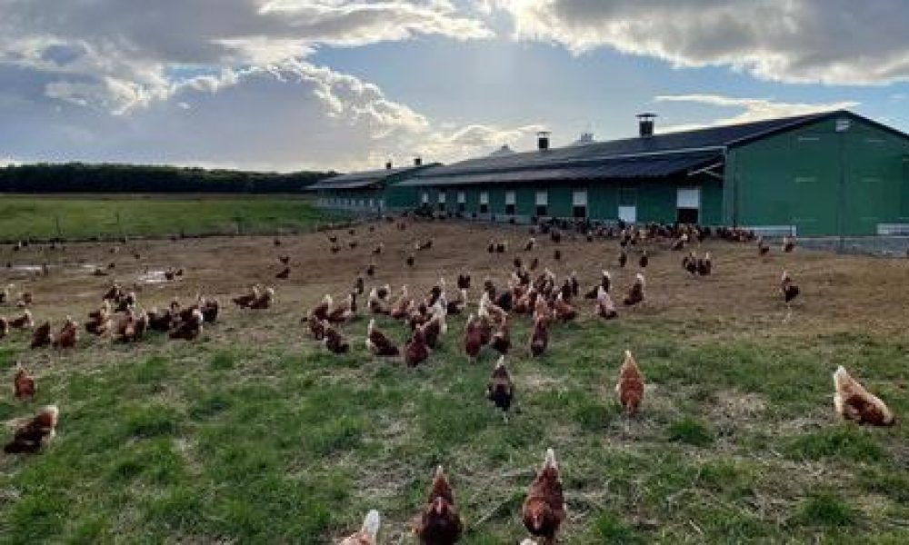 distribution de poules