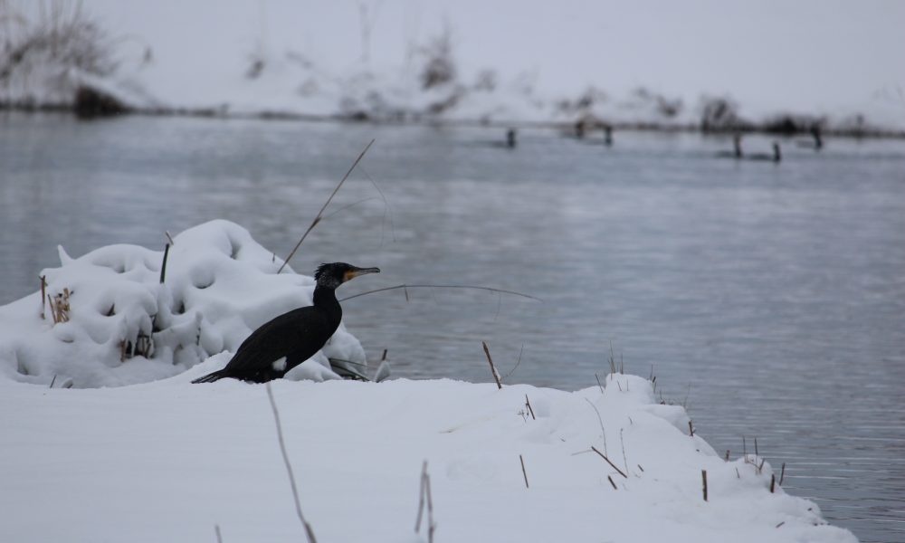 Comoran Les Mureaux neige