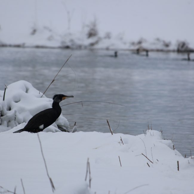 Ces jours de neige aux Mureaux