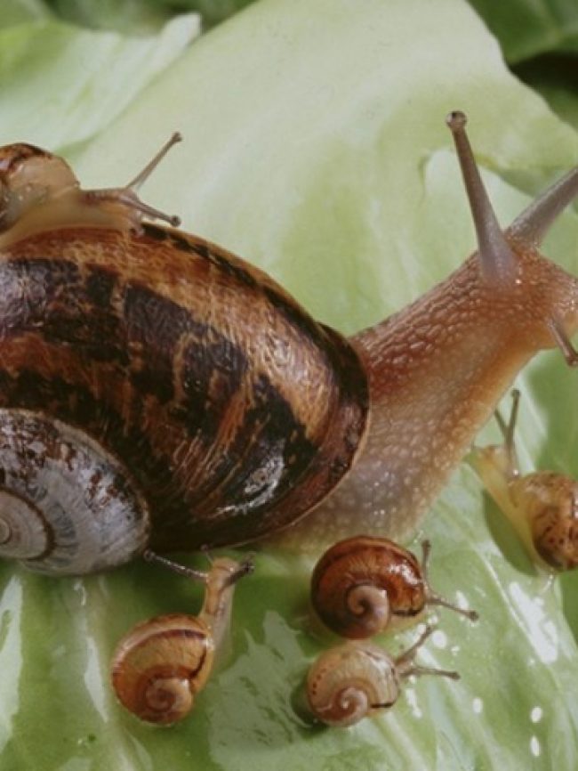 Élevage et vente d’escargots Ferme du Colimaçon