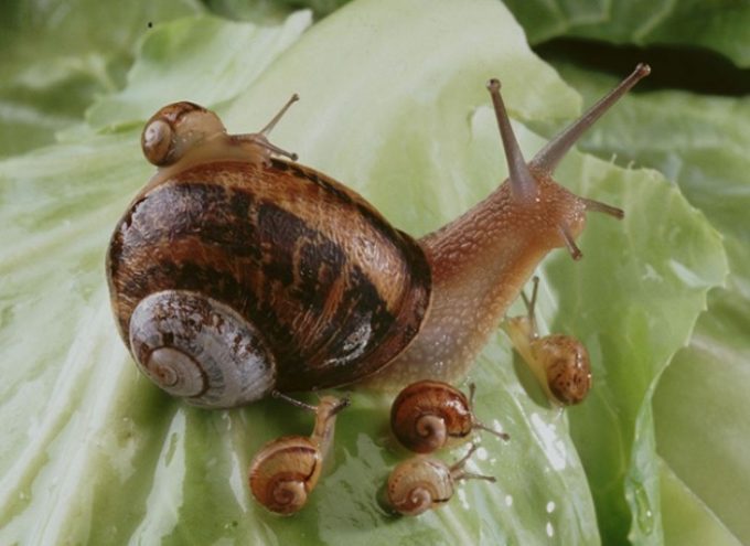 Élevage et vente d’escargots Ferme du Colimaçon