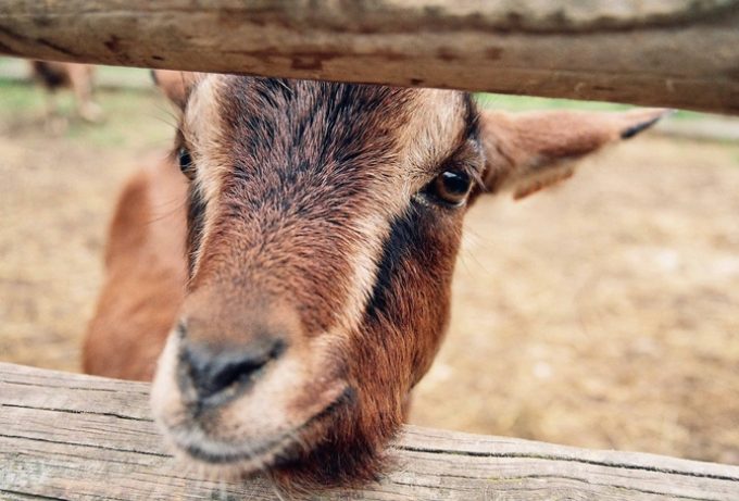 La MicroFerme de Gally