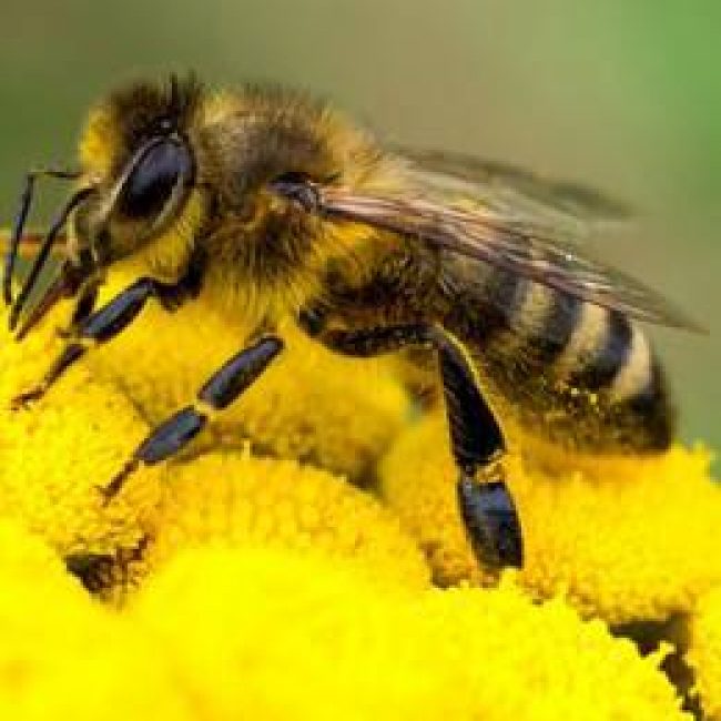 Exposition « découvre le monde des abeilles »