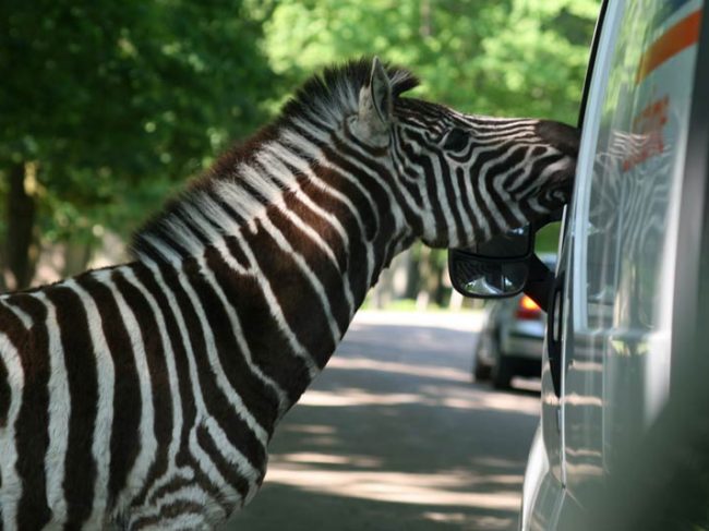 Parc Animalier de Thoiry