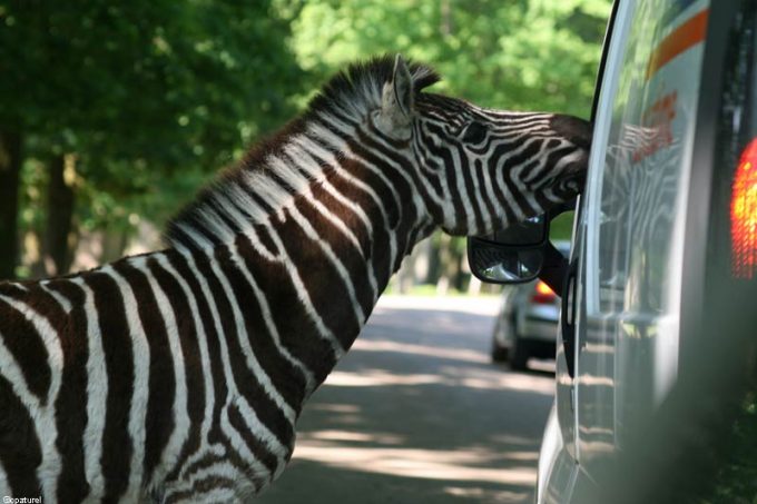 Parc Animalier de Thoiry