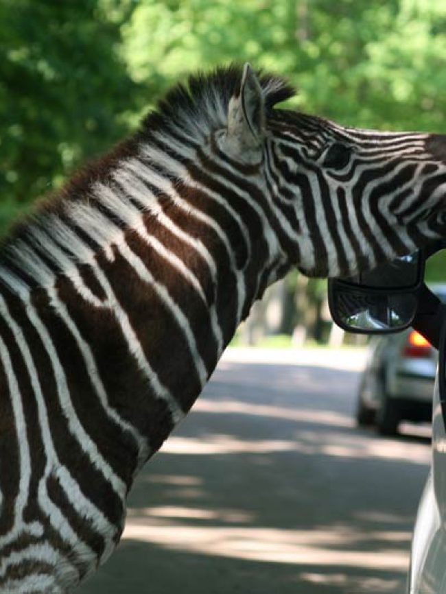 Parc Animalier de Thoiry