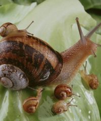 Élevage et vente d’escargots Ferme du Colimaçon