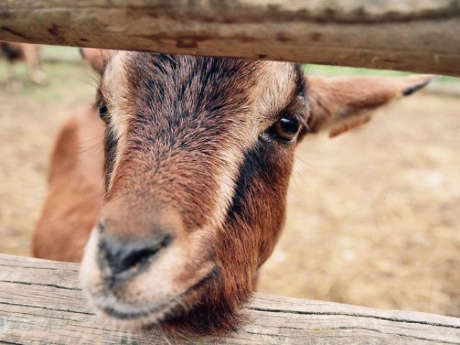 La MicroFerme de Gally