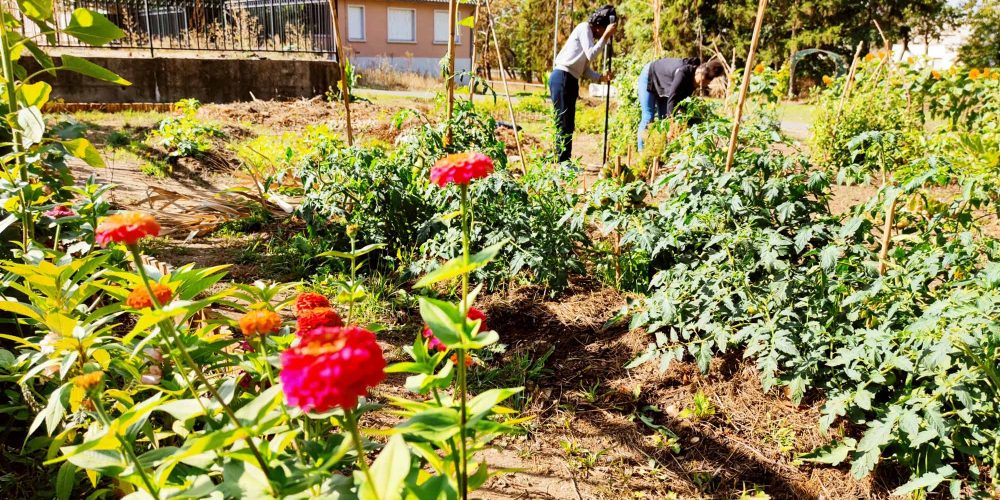 Des nouvelles des ‘Jardins de la Rencontre’ au parc du château de Bècheville