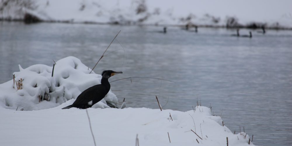 Ces jours de neige aux Mureaux