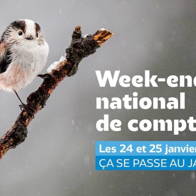 Comptage des oiseaux de jardin