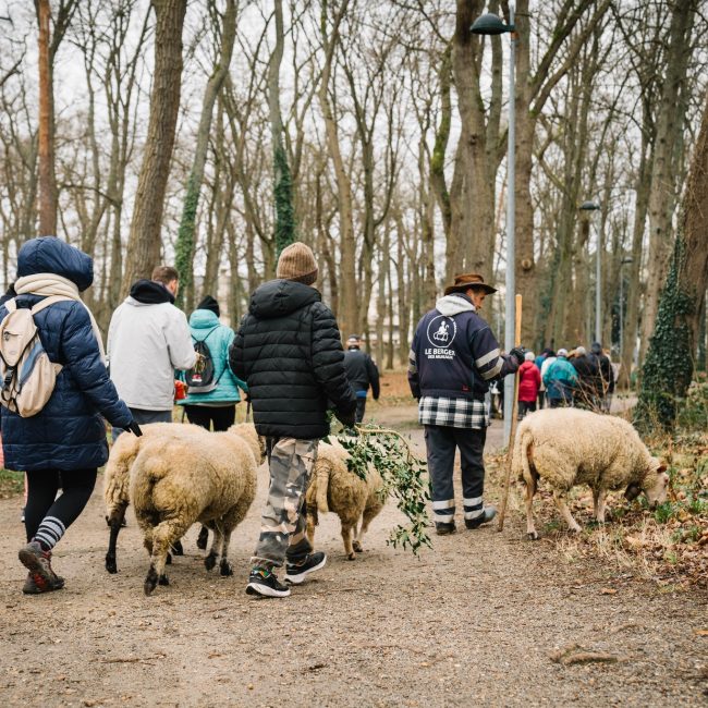 🐑 Petits pas, grandes rencontres [Chronique Quotidienne]