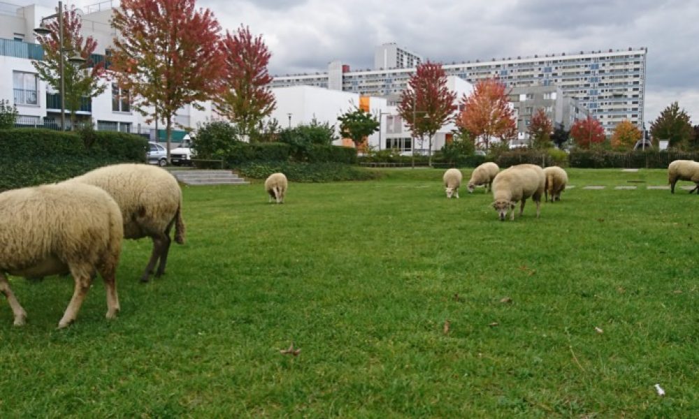 moutons aux Mureaux
