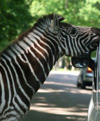 Parc Animalier de Thoiry