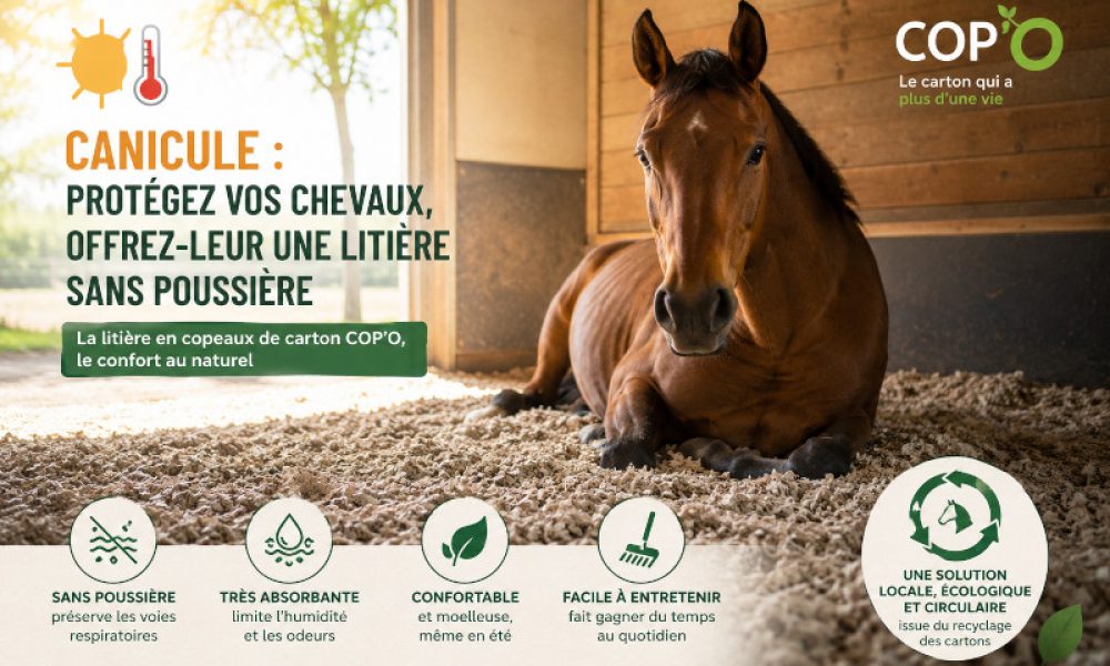 copon carton canicule