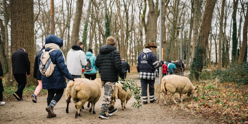 🐑 Petits pas, grandes rencontres [Chronique Quotidienne]