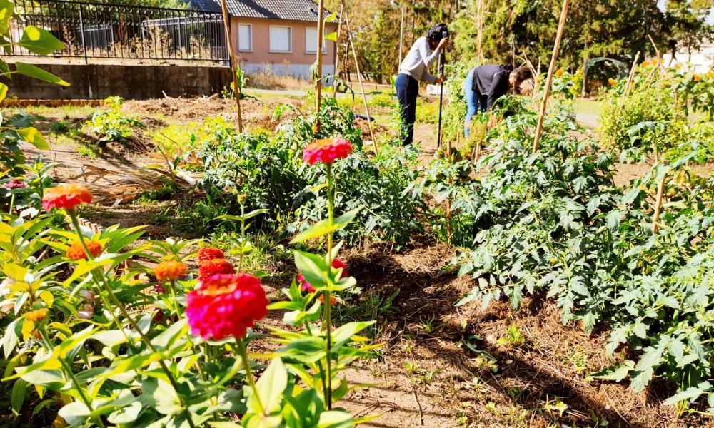 Des nouvelles des &lsquo;Jardins de la Rencontre&rsquo; au parc du château de Bècheville