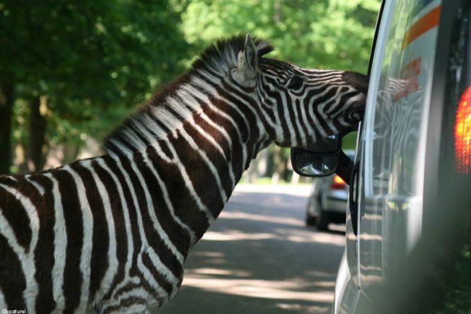 Parc Animalier de Thoiry